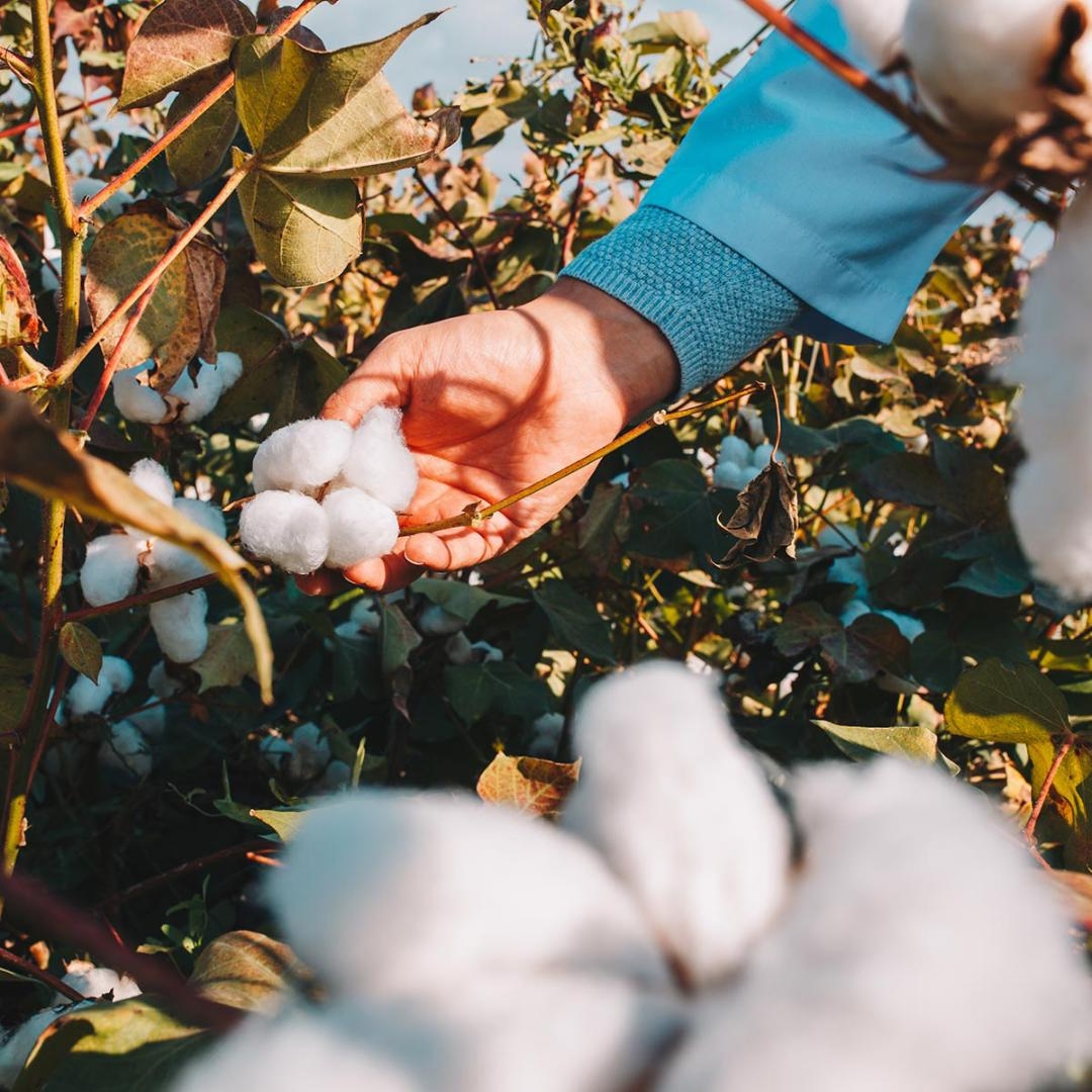 Plukke bomuld